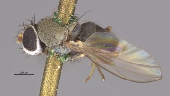 Media type: image;   Entomology 11148 Aspect: habitus lateral view